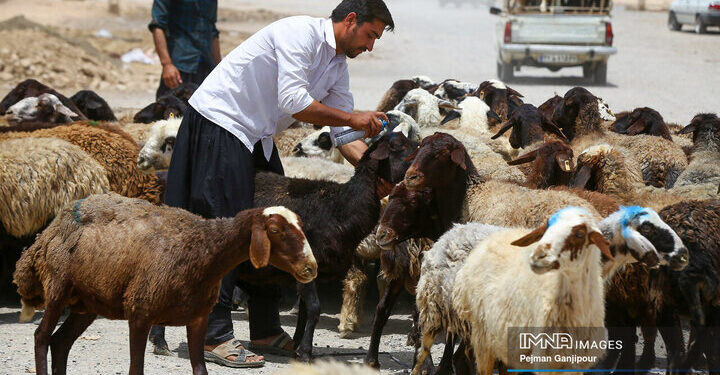 قیمت جدید دام‌زنده ۲۹ شهریورماه ۱۴۰۴ اعلام شد/ قیمت گوسفند و گوساله جهش کرد