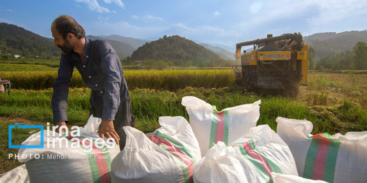 مشارکت ۶۰۰ میلیارد تومانی صندوق امید در کشاورزی قراردادی
