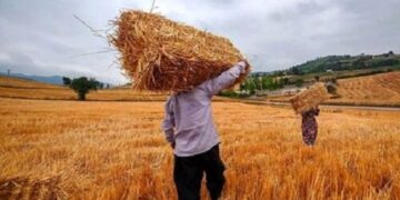 چرا برخی گندمکاران نتوانستند حق بیمه کشاورزی را پرداخت کنند؟